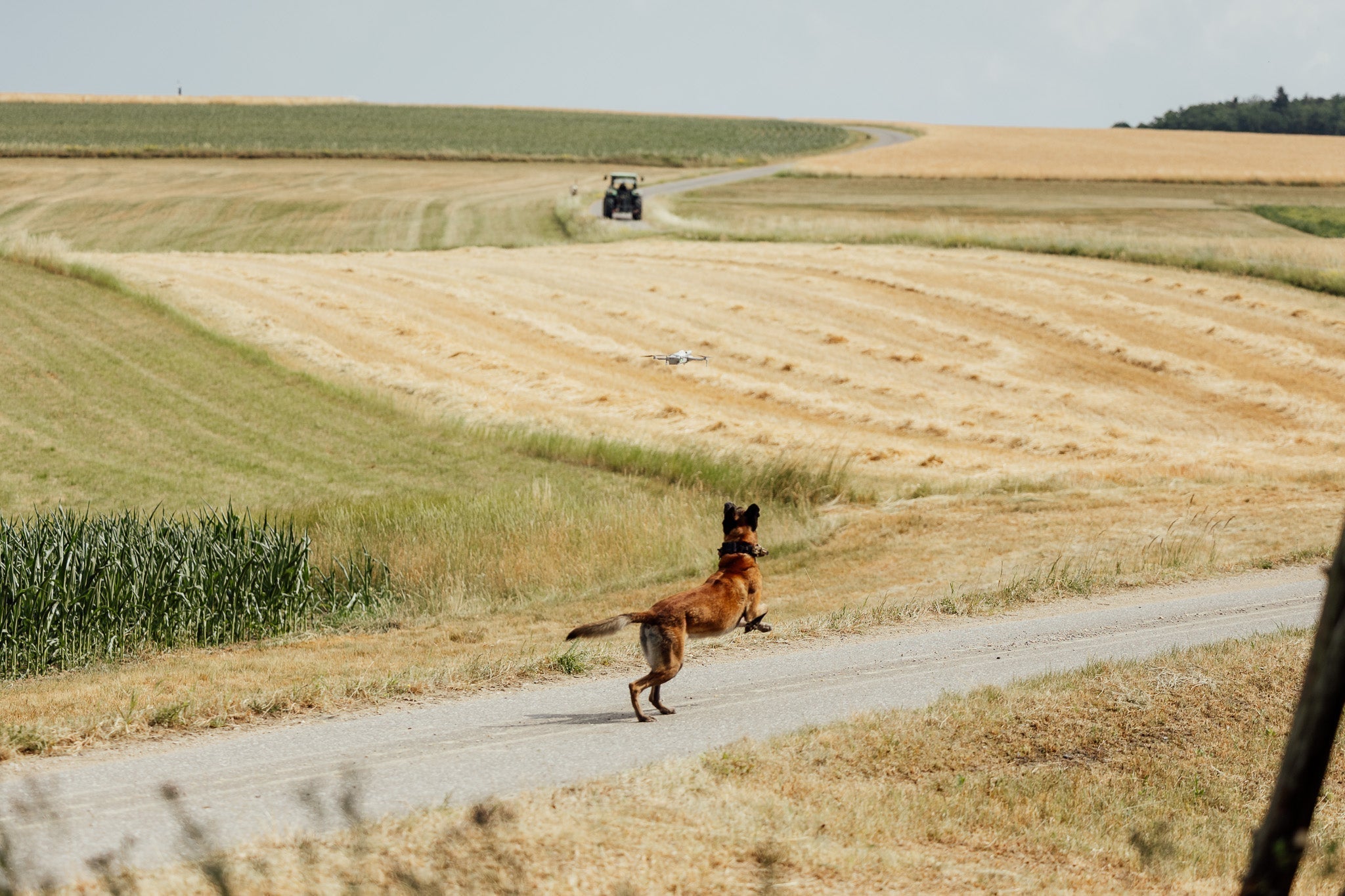Kynotec Spürhund bei der Distanzarbeit mit einer Drohne