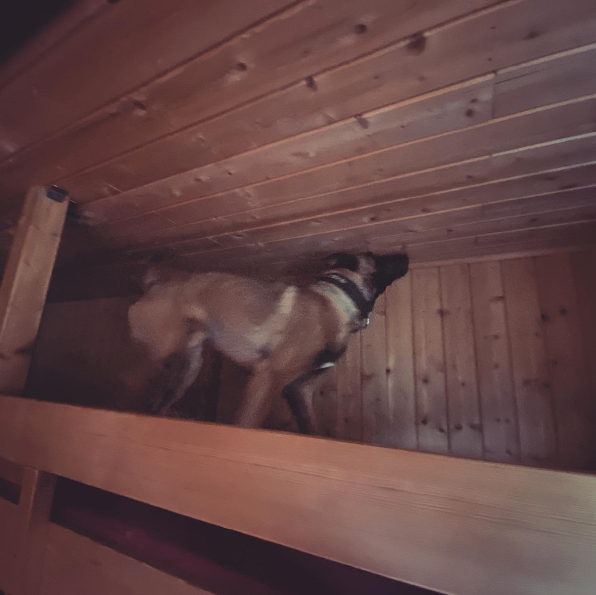 Bettwanzenspürhund bei der systematischen Suche in einem Hotelzimmer mit Holzverkleidung