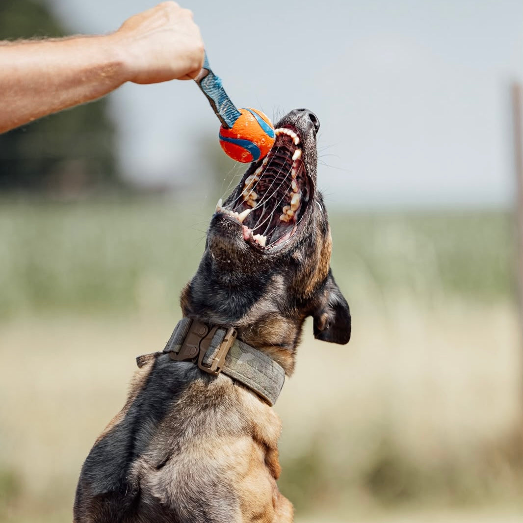 Belgischer Schäferhund beim Beutespiel mit dem Chuckit Ultra Tug im Diensthundetraining