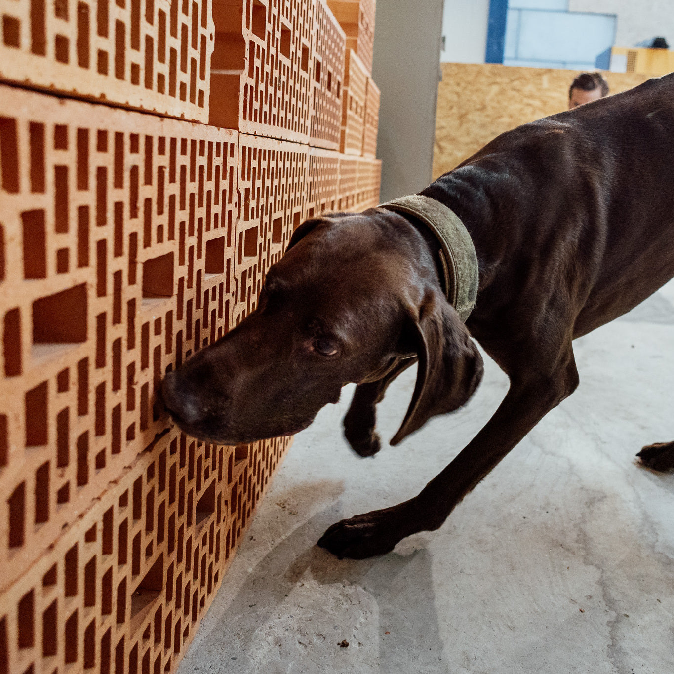 Spürhund 3 – Ziegelwand Suchaufbau 1