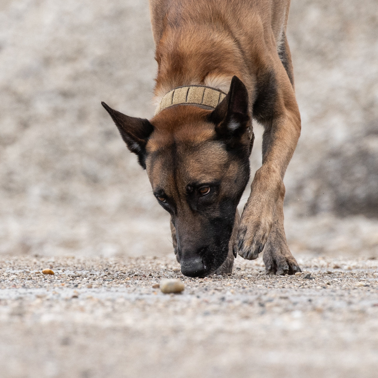 Spürhund 8 – Aussenbereiche