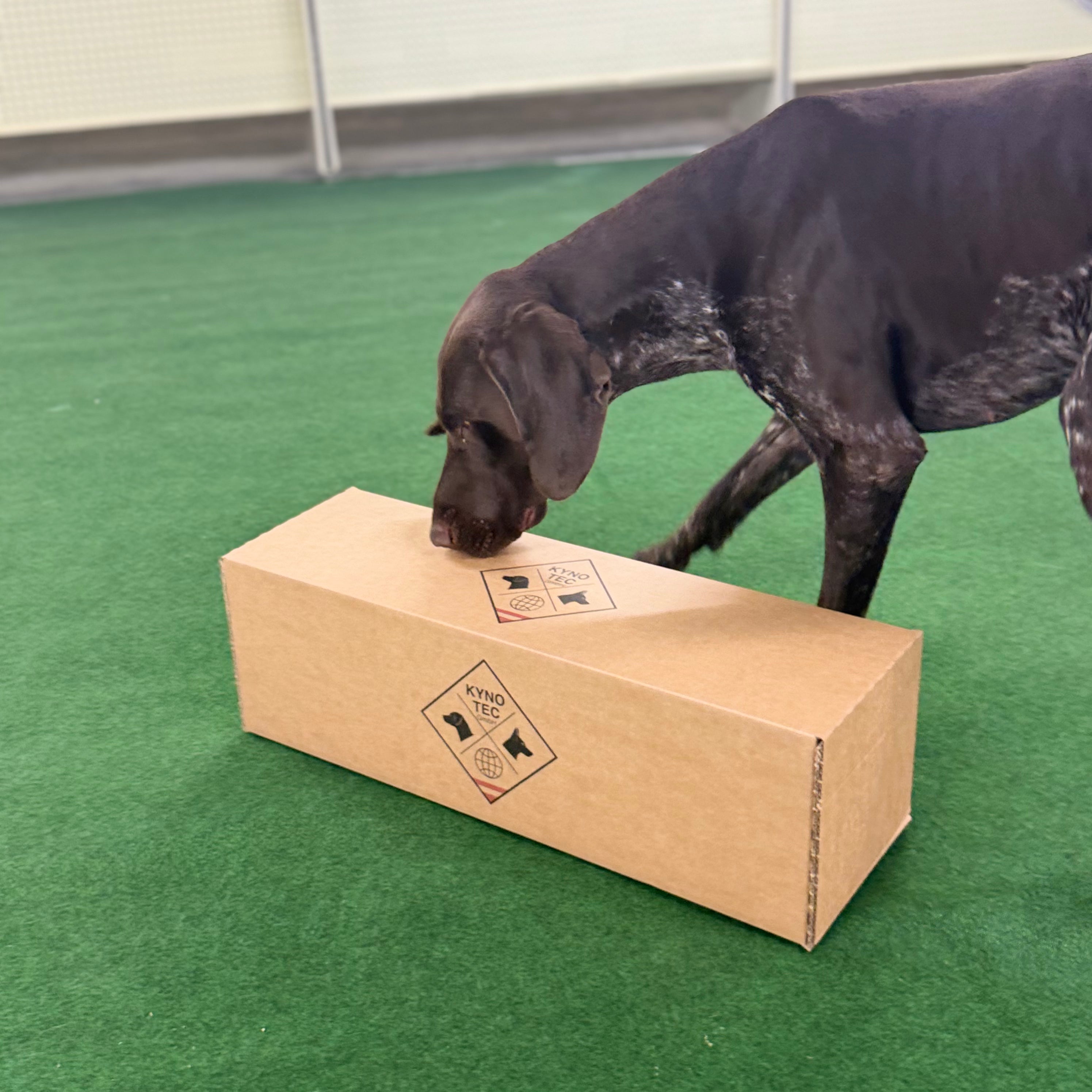 Spürhund sucht ein Kynotec Paket aus der Blind Sniff Challenge ab