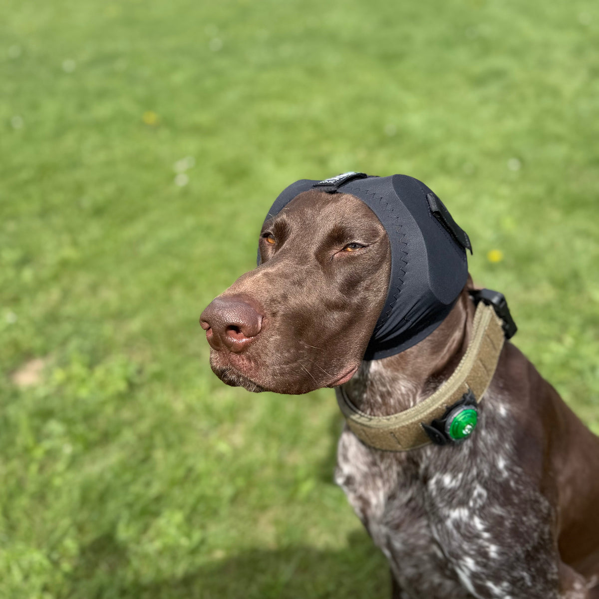 Rex Specs Ear Pro – Gehörschutz für Hunde im Dienst, Training und Alltag