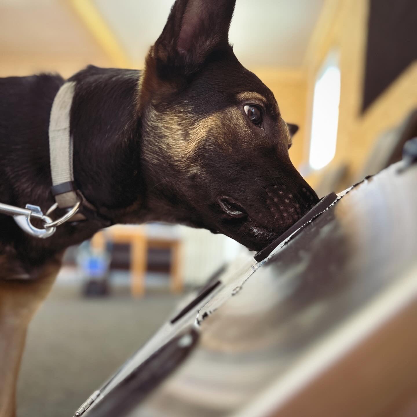 Spürhund am arbeitet am DDTS