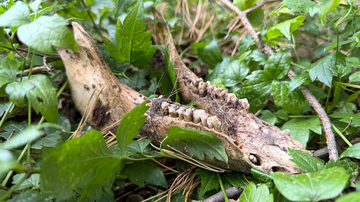 asp-suche-kadaver-knochen-schwarzwild