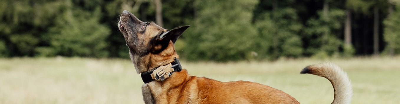 Kynotec Spürhundehalsung – warum weniger Equipment am Arbeitshund oft mehr ist