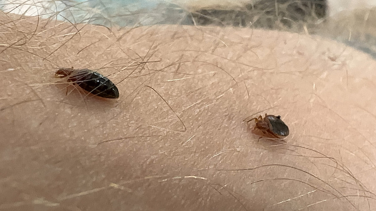 Zwei Bettwanzen auf menschlicher Haut als Hinweis auf einen möglichen Bettwanzenbefall