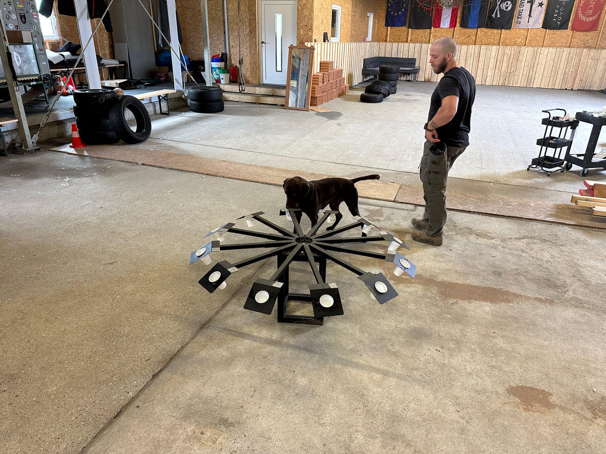 Bettwanzenspürhund beim Training am Geruchskarussell mit Hundeführer im Kynotec Training Center