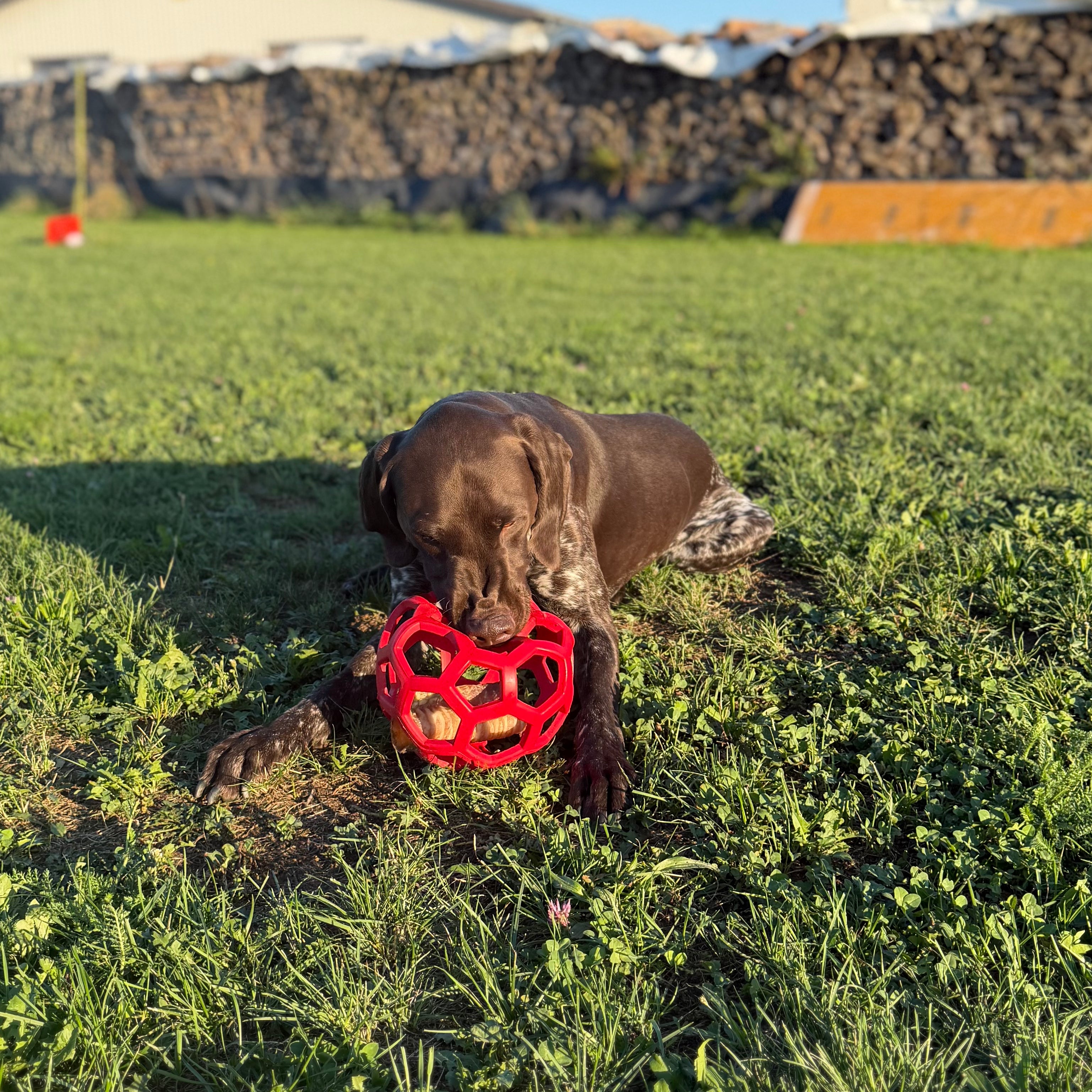 Enrichment, Beschäftigung für den Hund mit dem Ball bei Kynotec