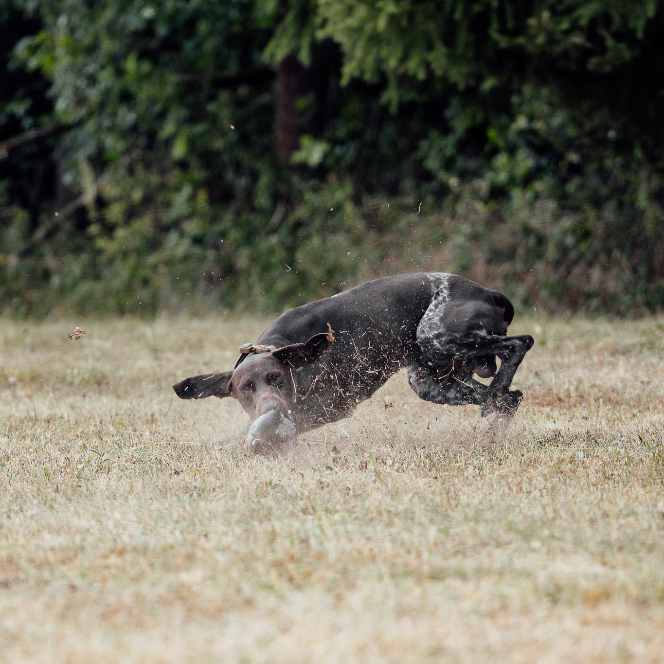 GRUNDLAGEN Hunting Game
