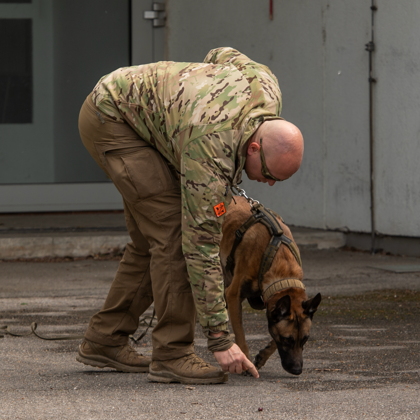 Fährtenhund trägt das Non-stop Line harness grip defense während einer Fährtenarbeit.