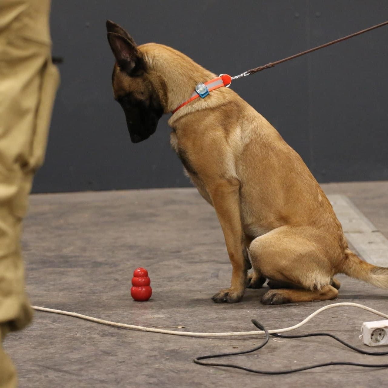 Spürhund 2b - Anzeigeaufbau mit Trainings-/ Echtstoff und Futter
