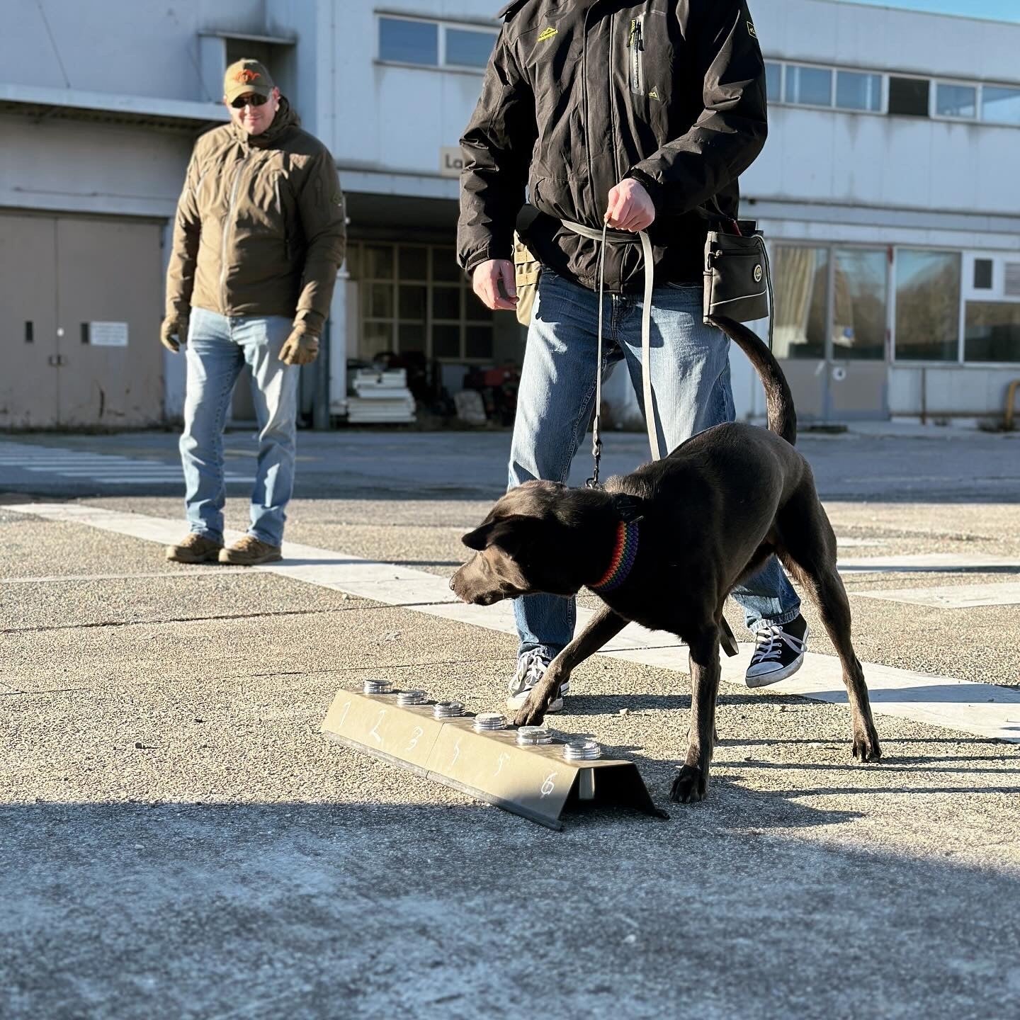 Spürhund 4a – Line Up Suche 2 mit Trainingsstoff