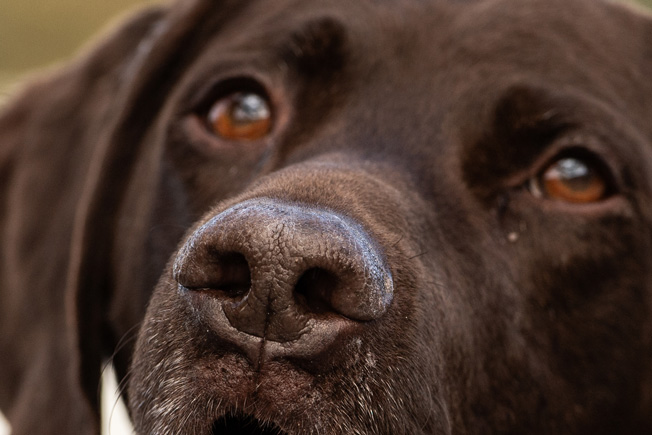 Seit 2019 bieten wir unsere Dienstleistungen mit Spürhunden an. Im Jahr 2024 haben wir die "Schimmel-" und "Holzzerstörende Pilze Spürhunde" in unseren Einsatzbereich aufgenommen.